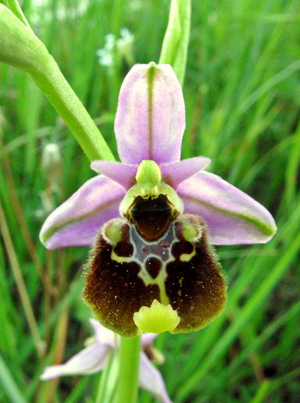 Orchidee del Chianti - Ophrys sphegodes e altre...